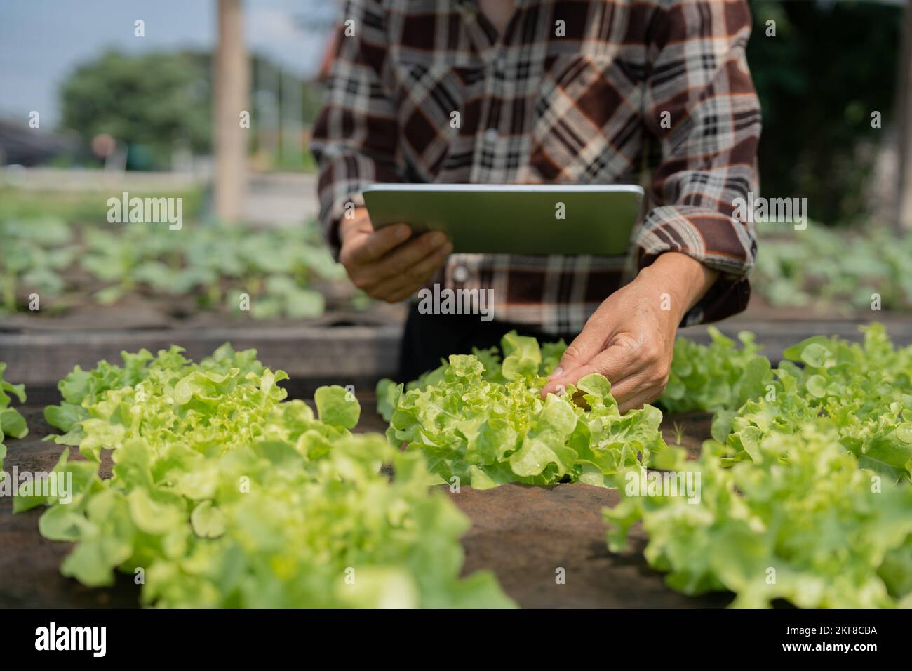 Close up business owner observes about growing organic arugula on hydroponics farm with tablet on aquaponic farm, Concept of growing organic vegetable Stock Photo