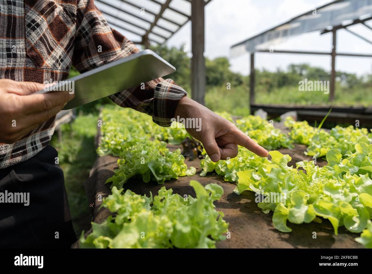Close up business owner observes about growing organic arugula on hydroponics farm with tablet on aquaponic farm, Concept of growing organic vegetable Stock Photo