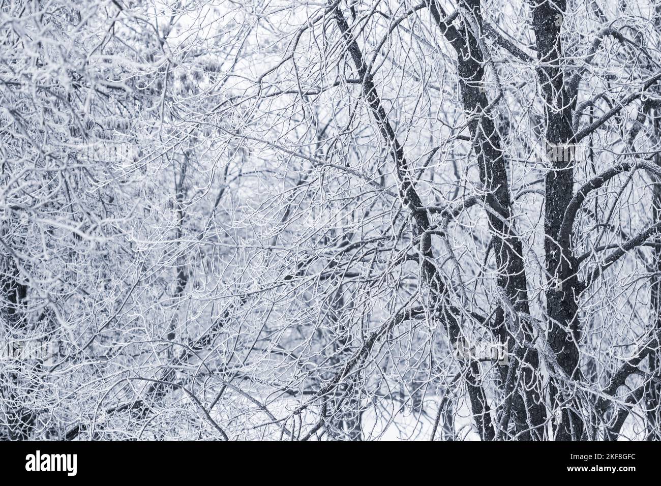 Background of tree branches covered with frost. Landscape of nature ...