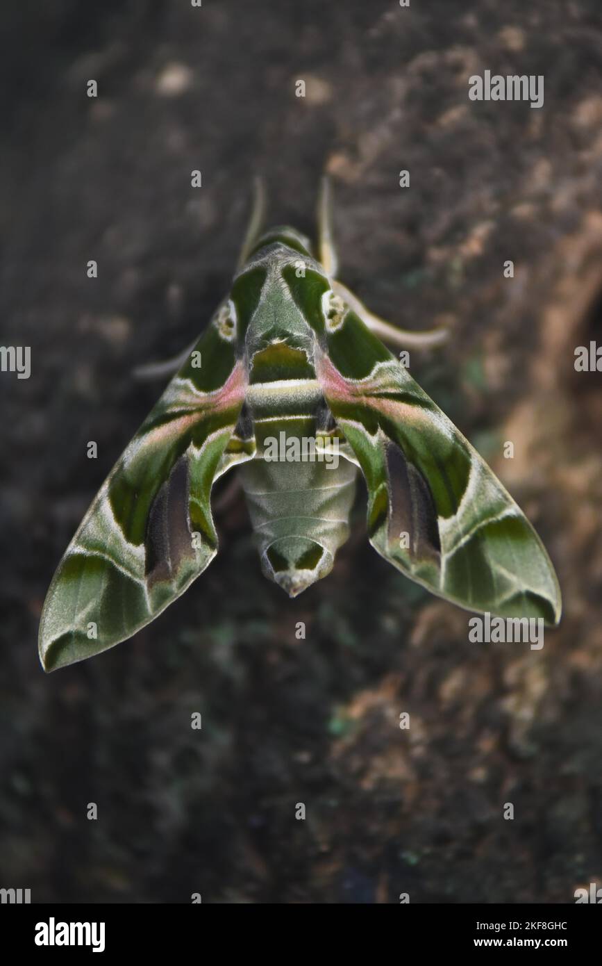 Umariya, Madhya Pradesh, India, : this photograph taken on November, 16, 2022 : A rare Oleander hawk-moth (Daphnis nerii) Seen sitting on a tree in a village in Umaria district. Daphnis nerii, the oleander hawk-moth or army green moth, is a moth of the family Sphingidae. It was described by Carl Linnaeus in his 1758 10th edition of Systema Naturae. Photo By -  Uma Shankar Mishra Stock Photo