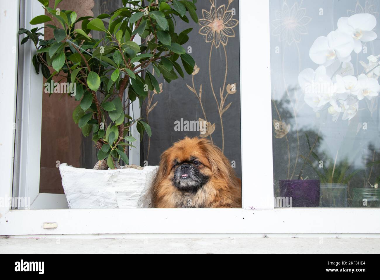 Pekingese dog sits in the window of an old apartment building near the flowers and looks out the window Stock Photo