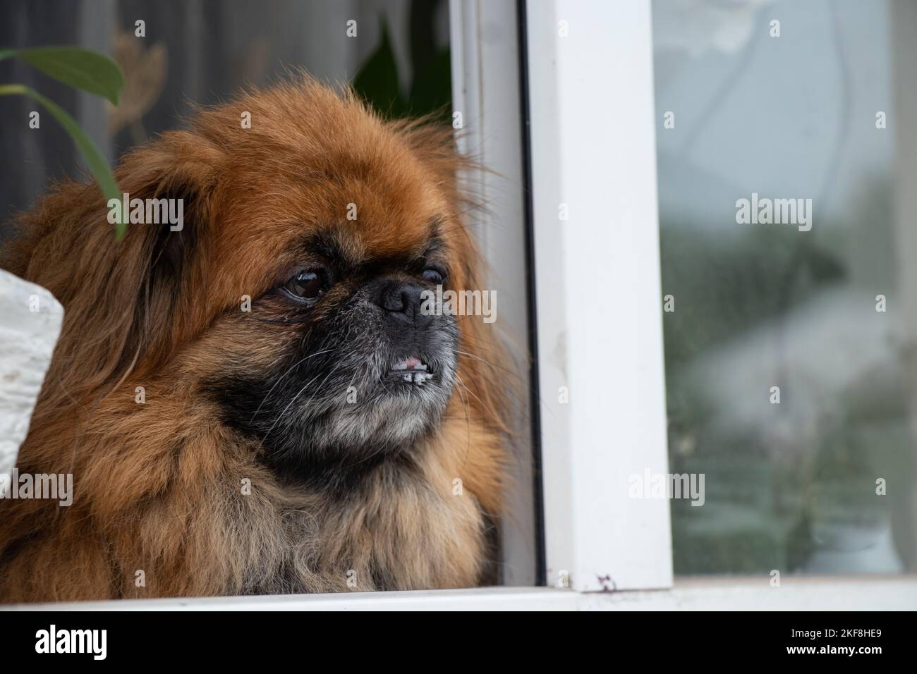 Pekingese dog sits in the window of an old apartment building near the flowers and looks out the window Stock Photo