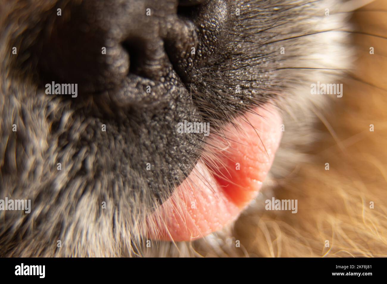 Pekingese tongue and nose sticking out macro Stock Photo