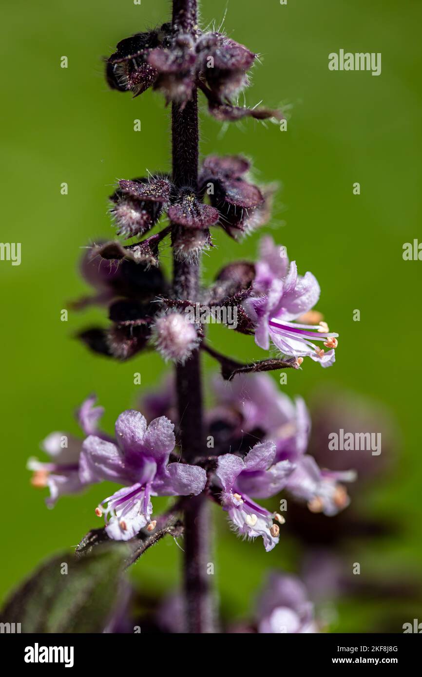 Ocimum kilimandscharicum flower growing in meadow, close up Stock Photo