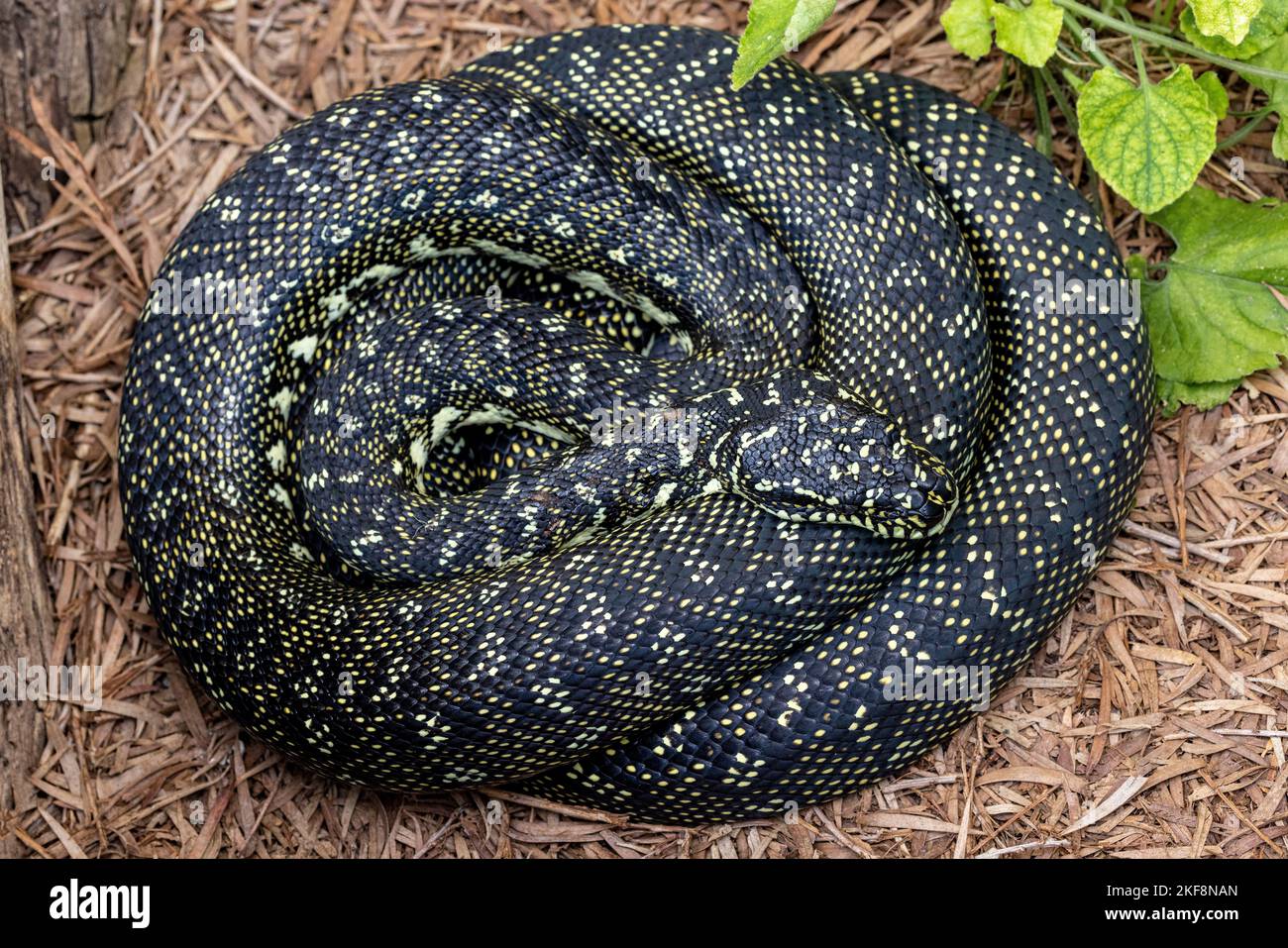 Australian Diamond Python curled on ground Stock Photo - Alamy