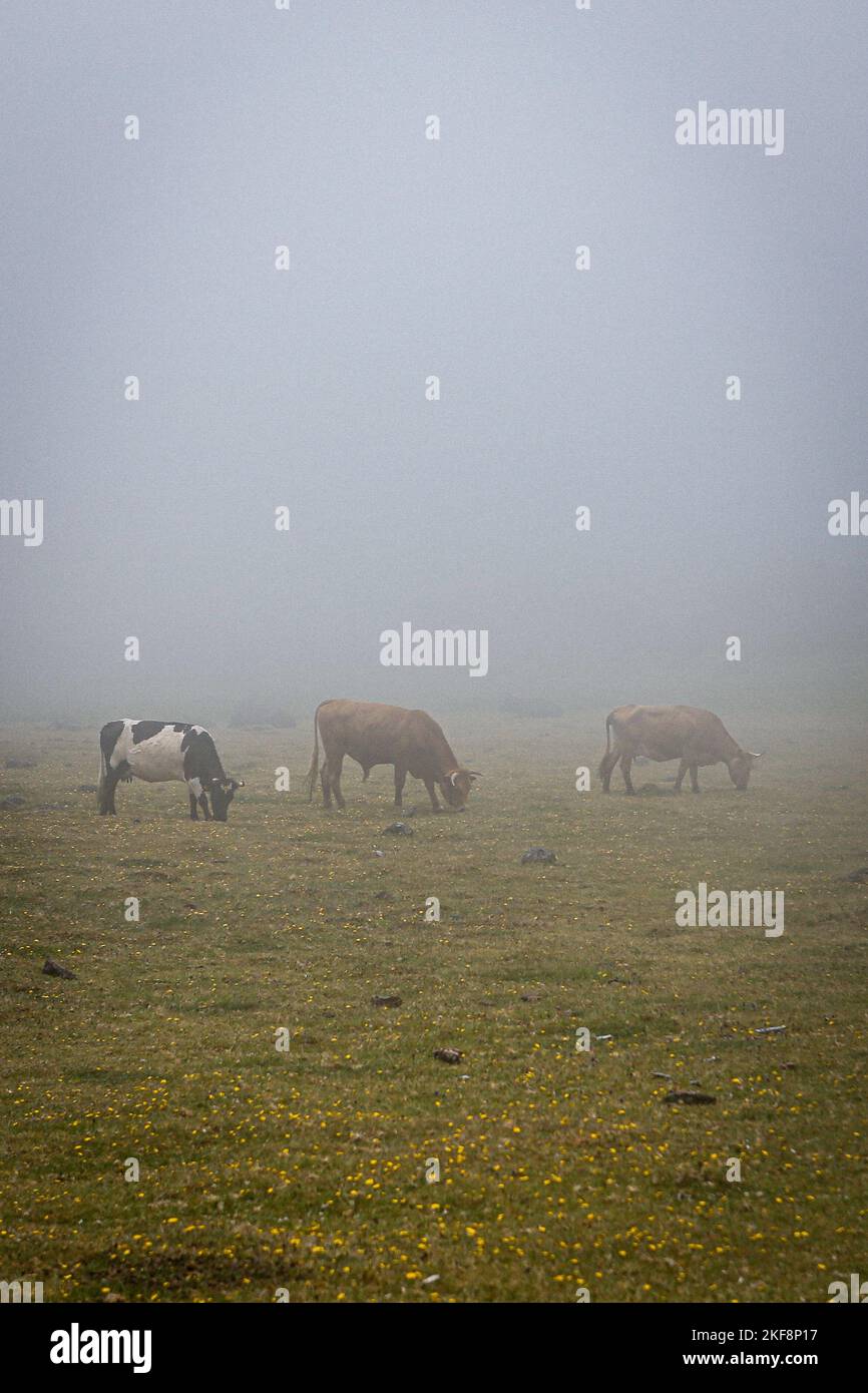 A vertical shot of cows grazing on a green pasture on a foggy day Stock ...