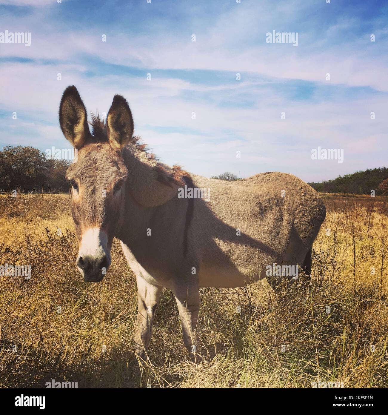 A donkey on a fied in the countryside during a sunny day Stock Photo ...