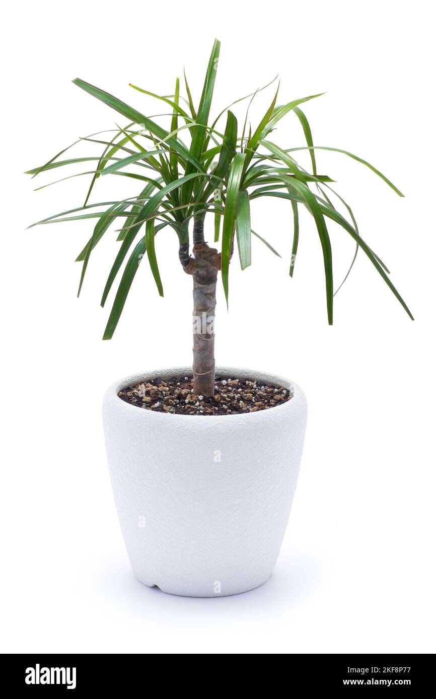 Dracaena house plant in a pot isolated on white background Stock Photo