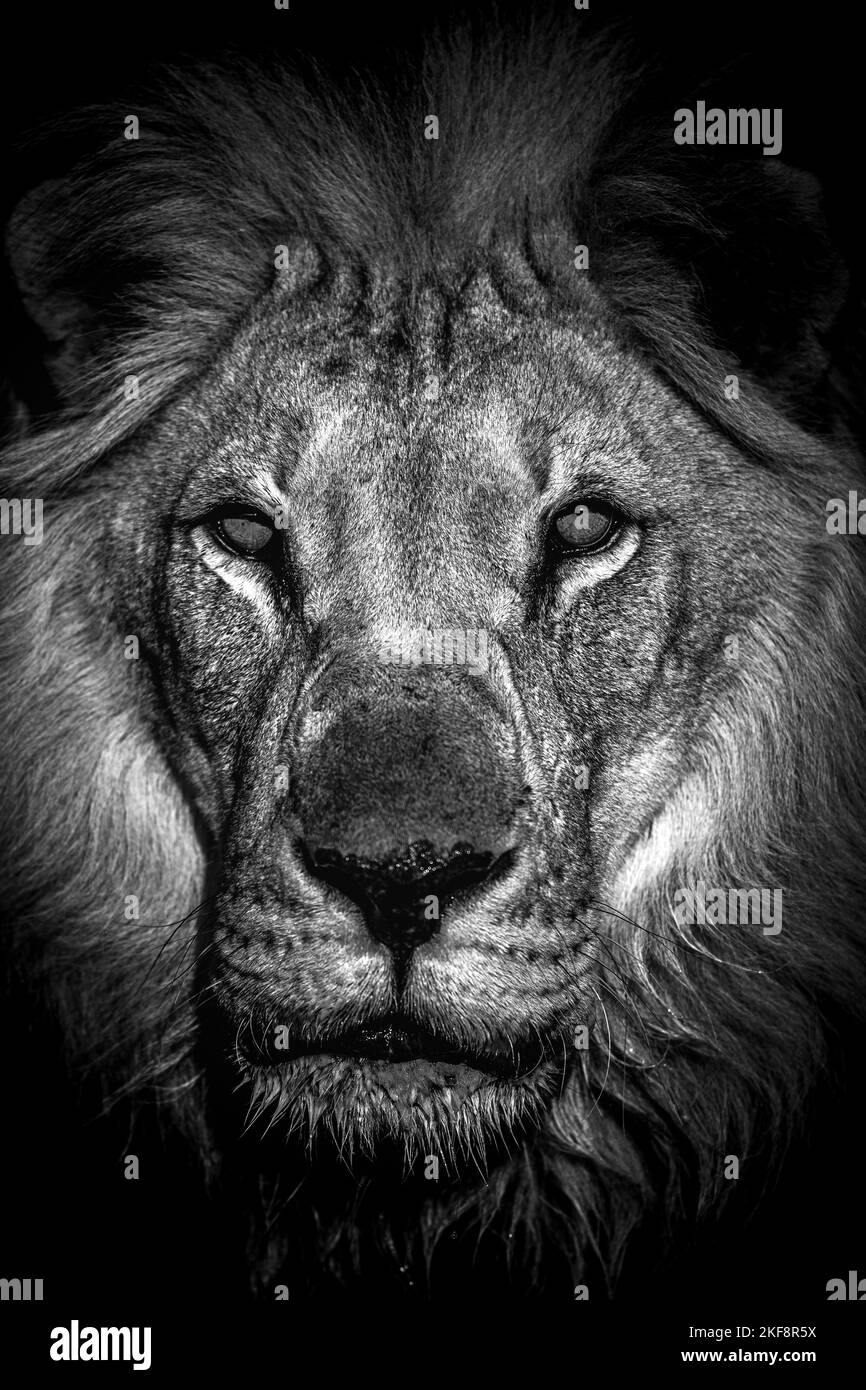 Young lion fur Black and White Stock Photos & Images Alamy