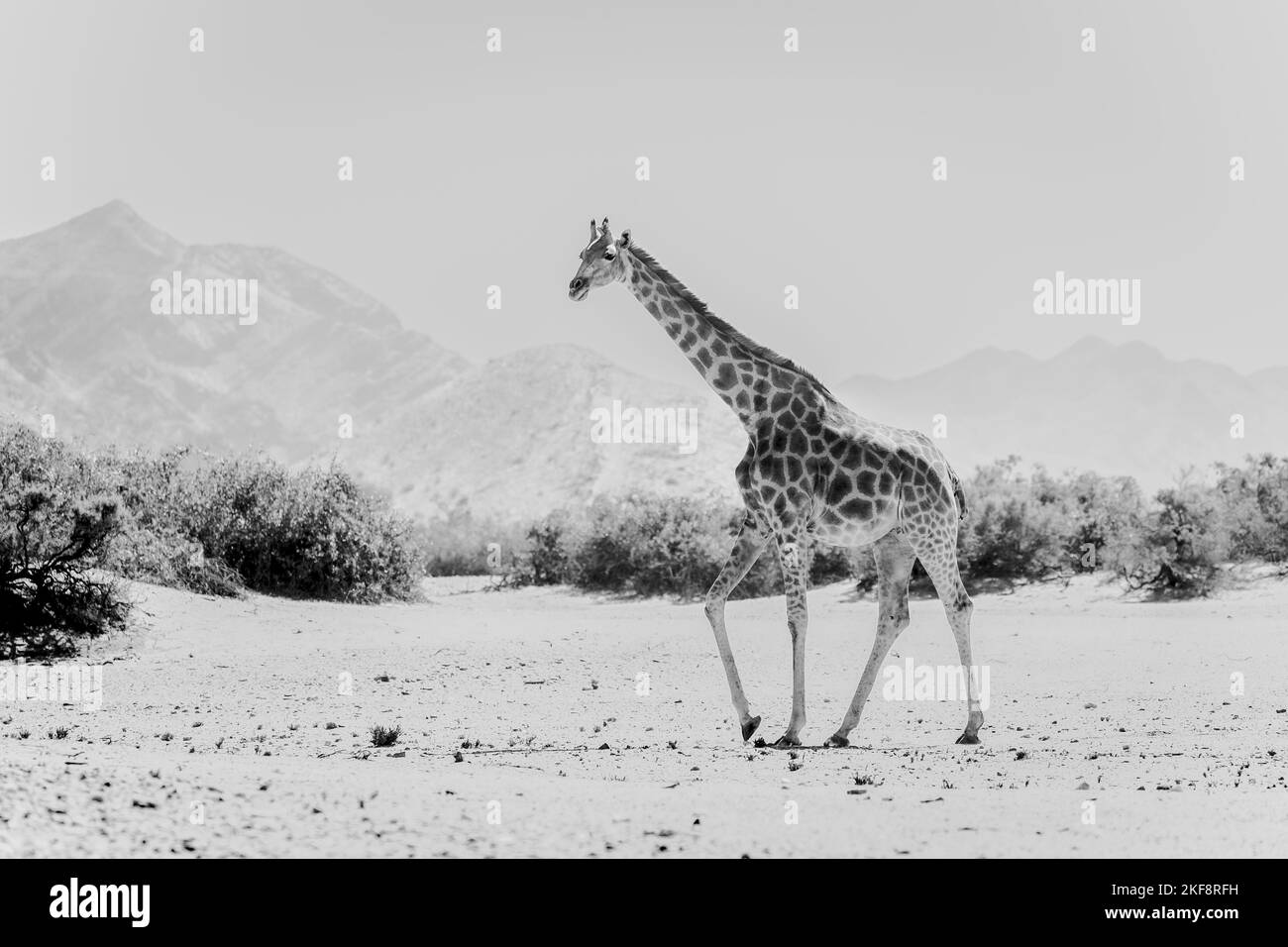 A giraffe walking in desert in black and white Stock Photo - Alamy