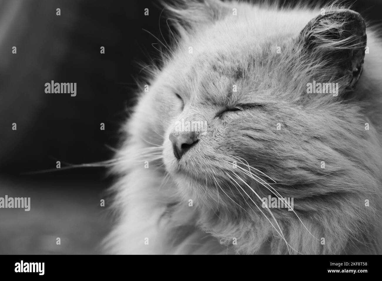 Black and white portrait of a fluffy cat. Black and white photo Stock ...