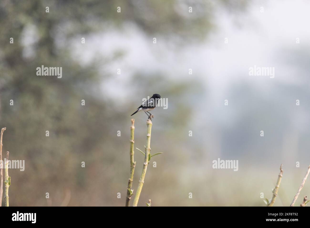 A small Pied bush chat bird perched on Adenia pechuelii branches against a blurred background Stock Photo