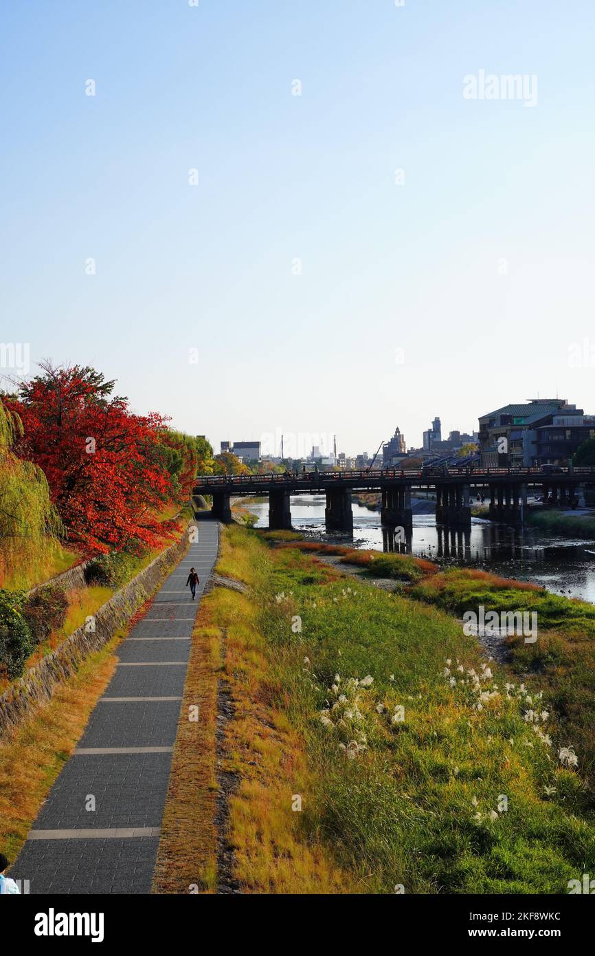 Kyoto autumn leaves at Kamogawa river Stock Photo