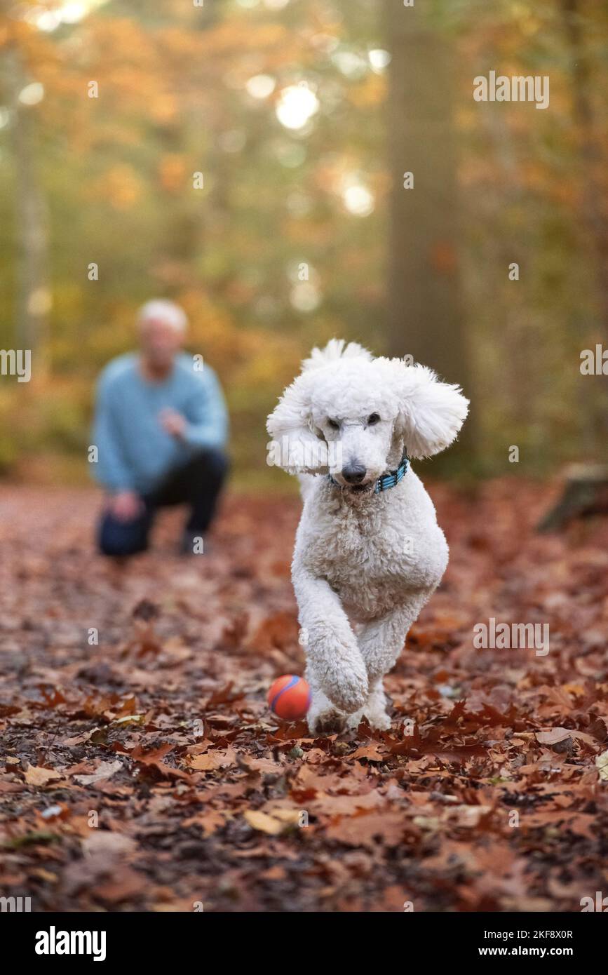 running giant poodle Stock Photo Alamy