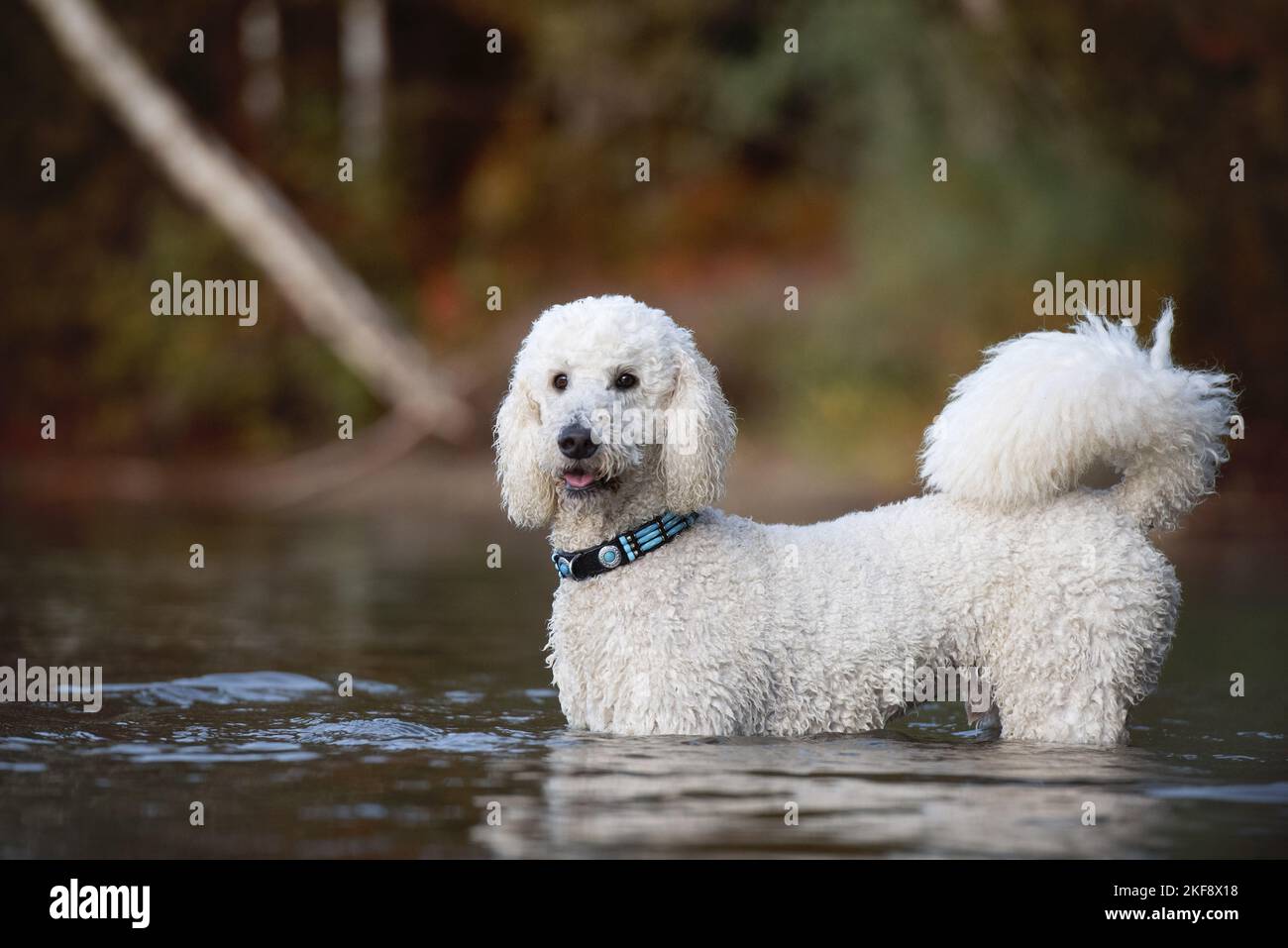 standing giant poodle Stock Photo - Alamy