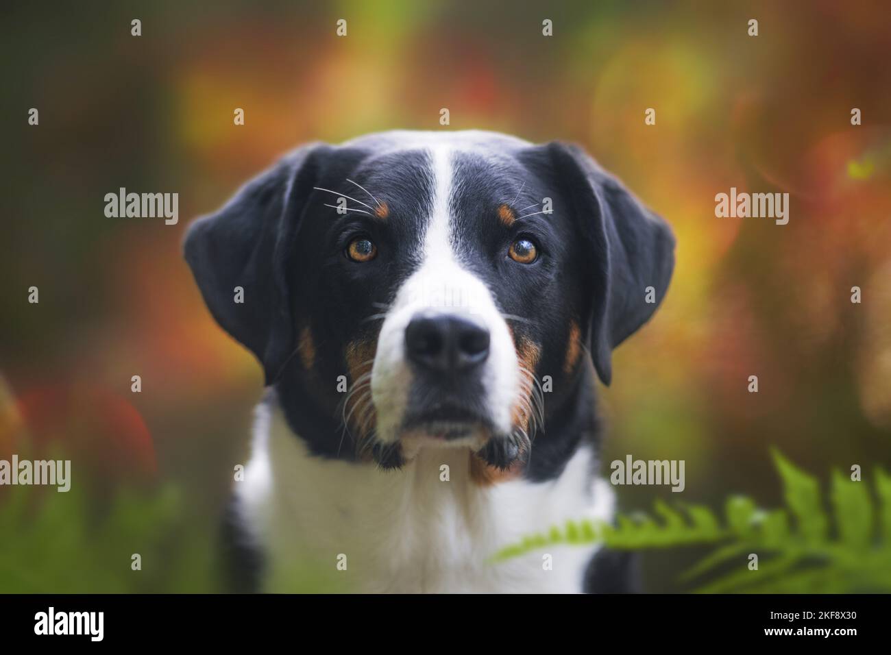 Appenzell Mountain Dog Portrait Stock Photo - Alamy
