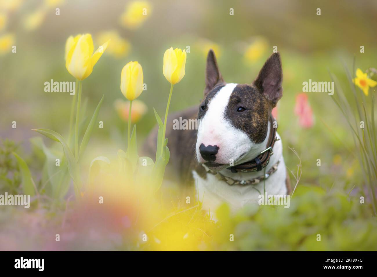 Miniature Bull Terrier Stock Photo Alamy