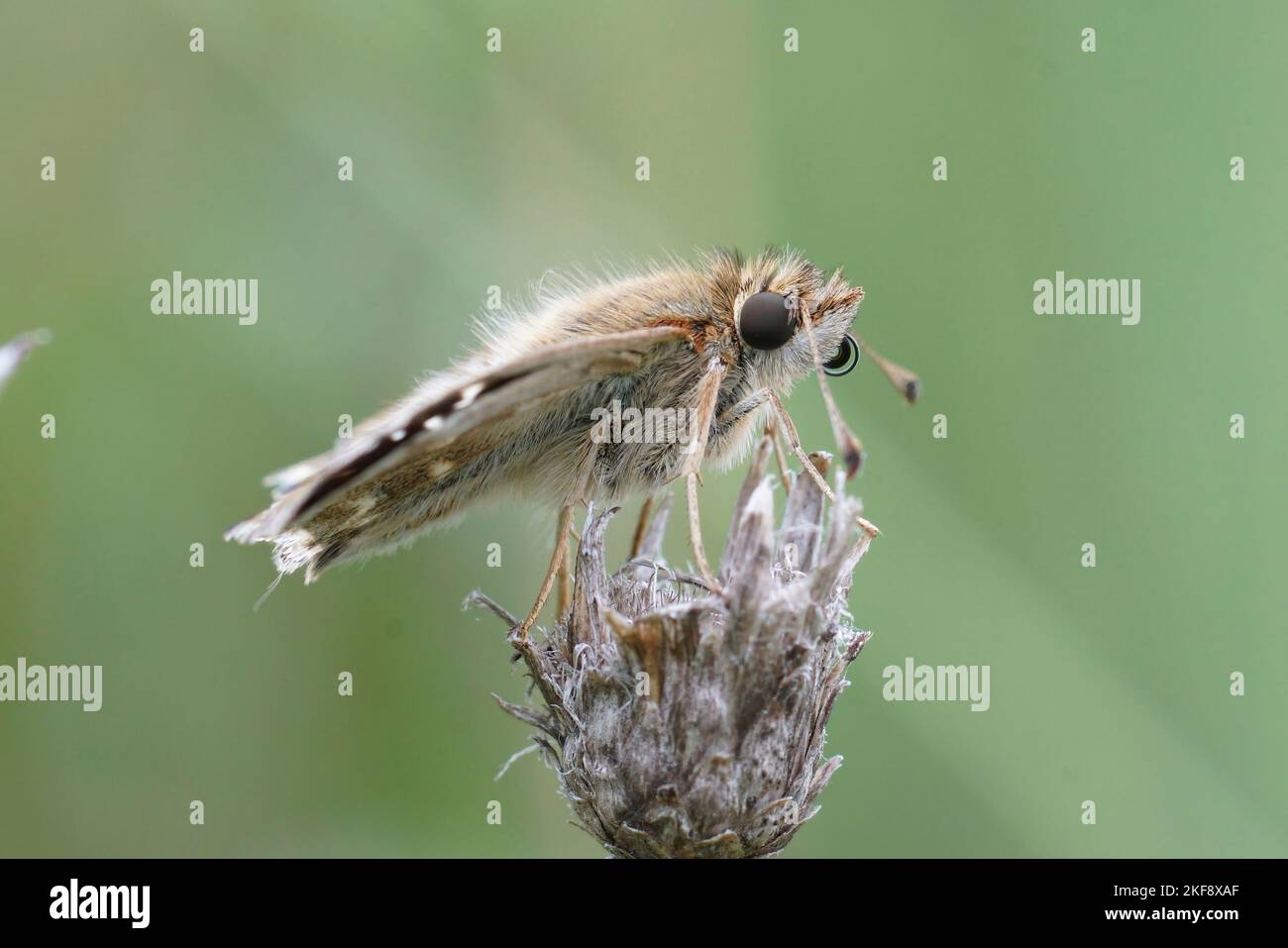 Detailed closeup on mallow skipper butterfly, Carcharodus alceae, sitting on, top of a dried plant Stock Photo