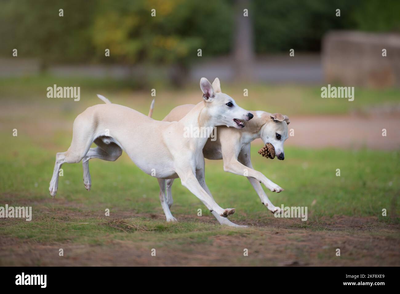 Whippet playing fetch hires stock photography and images Alamy