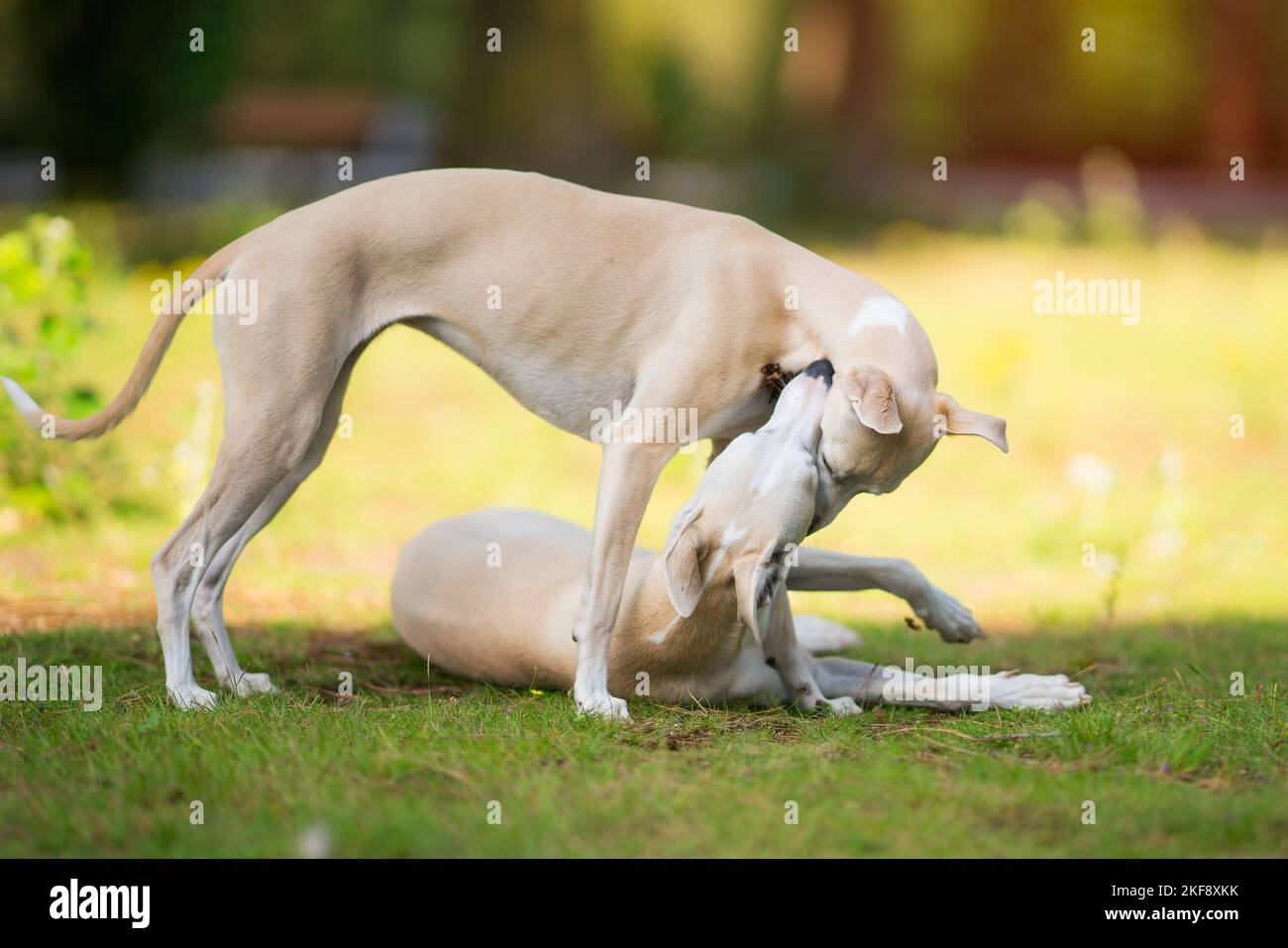 2 Whippets Stock Photo