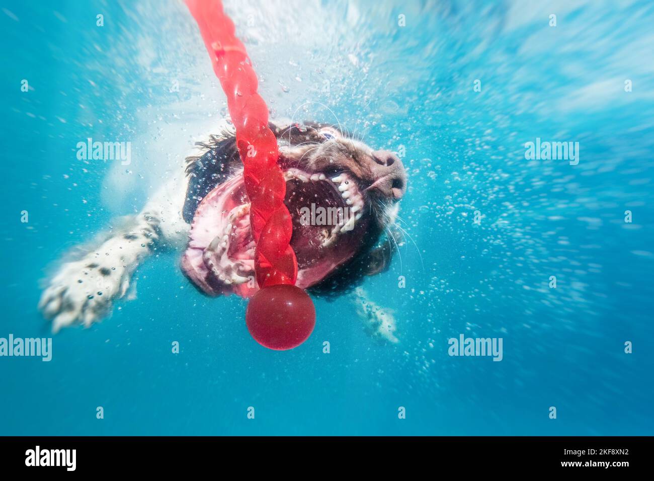 diving English Springer Spaniel Stock Photo