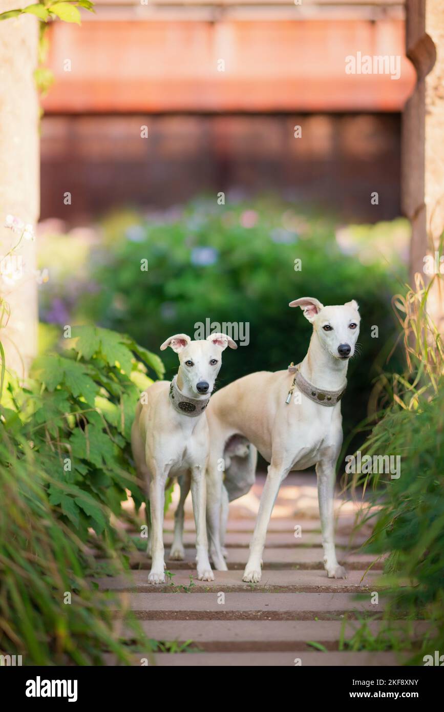 2 Whippets Stock Photo
