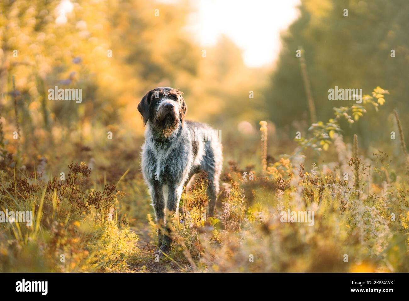 German wirehaired Pointer Stock Photo