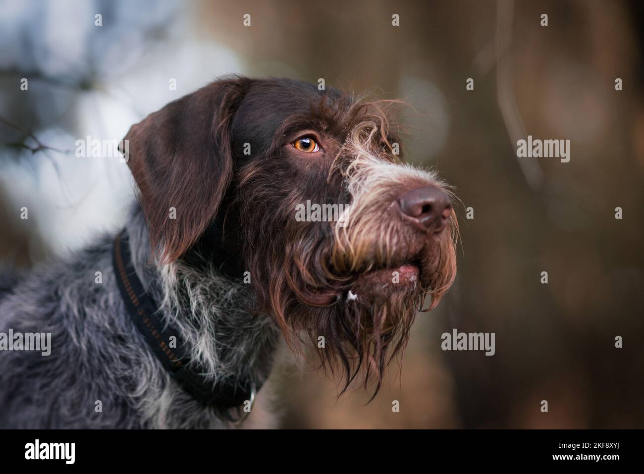 German wirehaired Pointer Portrait Stock Photo - Alamy