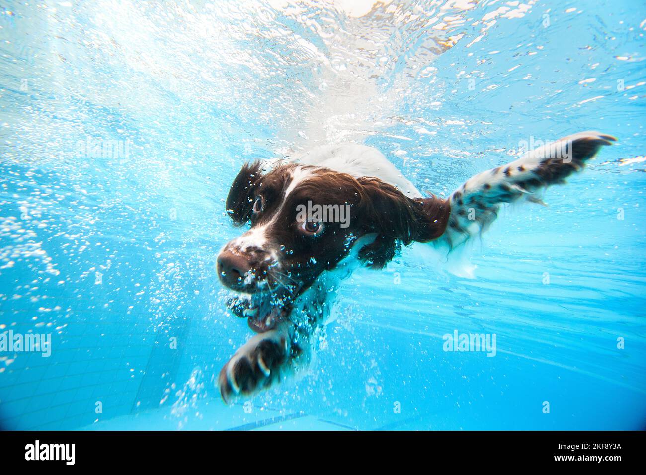 diving-english-springer-spaniel-stock-photo-alamy