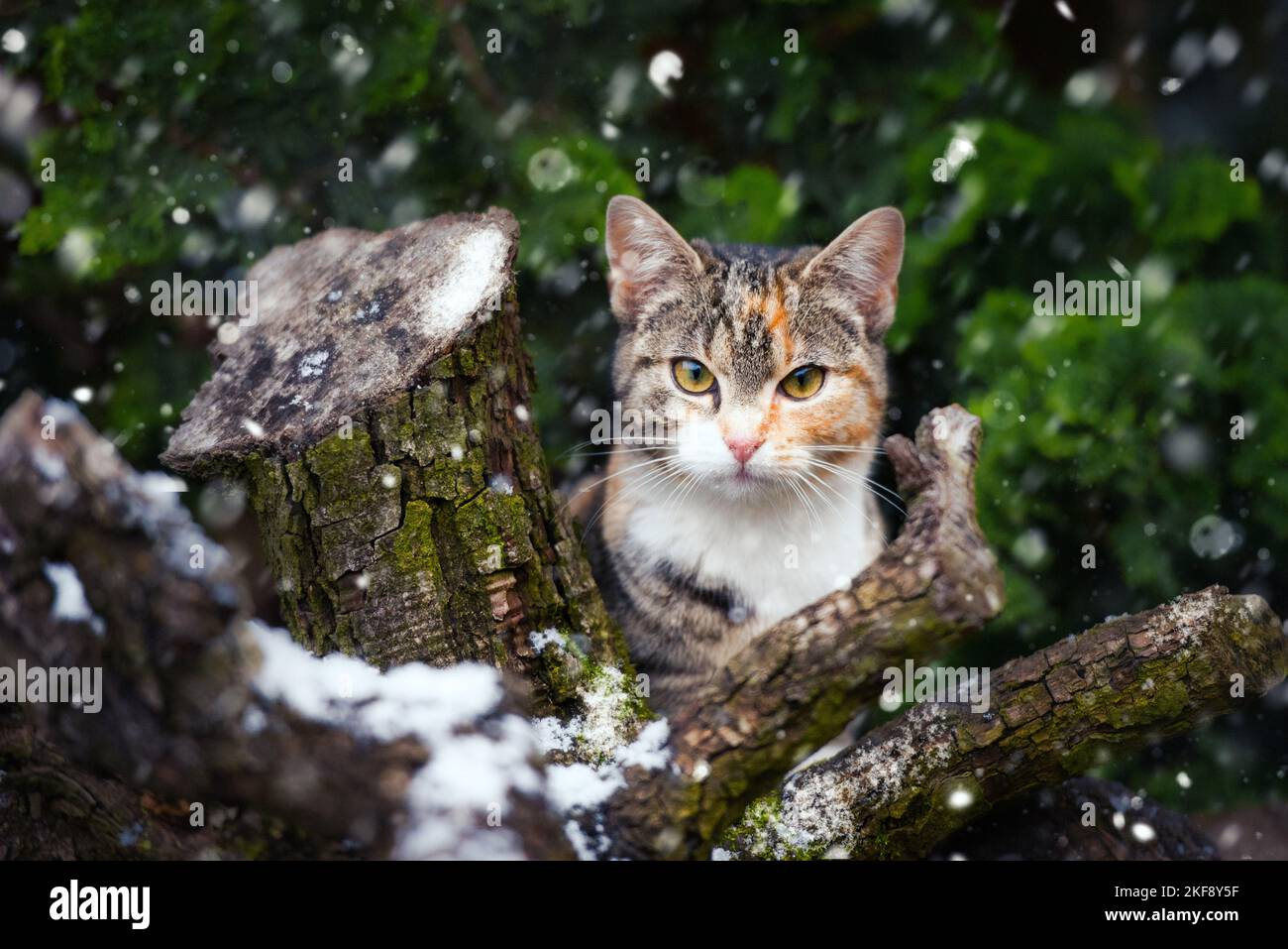 Calico shorthair cat in a tree hi-res stock photography and images - Alamy