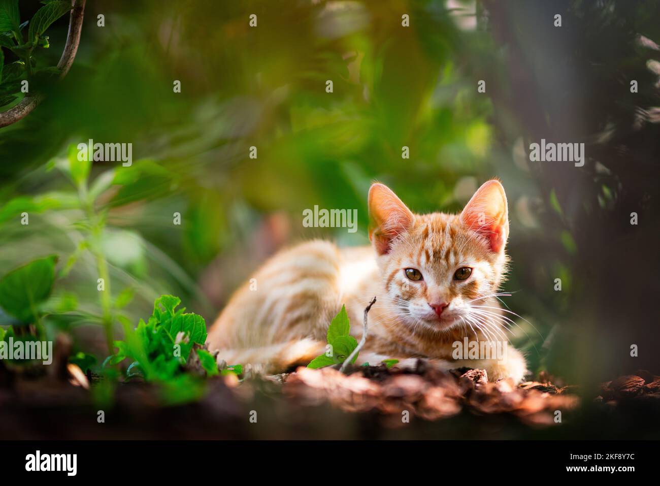 young European Shorthair Stock Photo