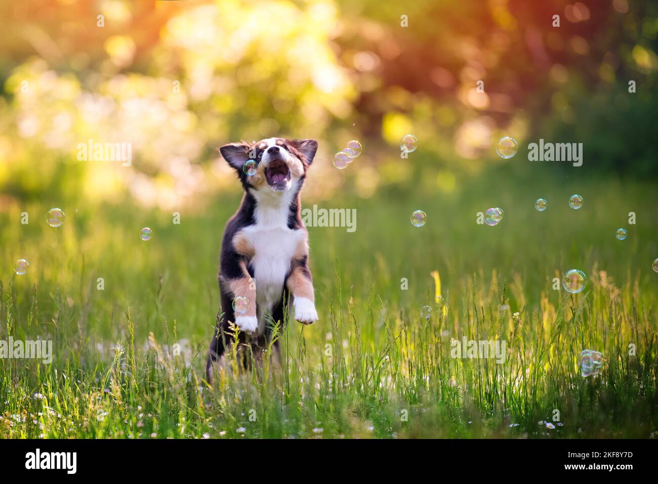 playing Australian Shepherd Puppy Stock Photo