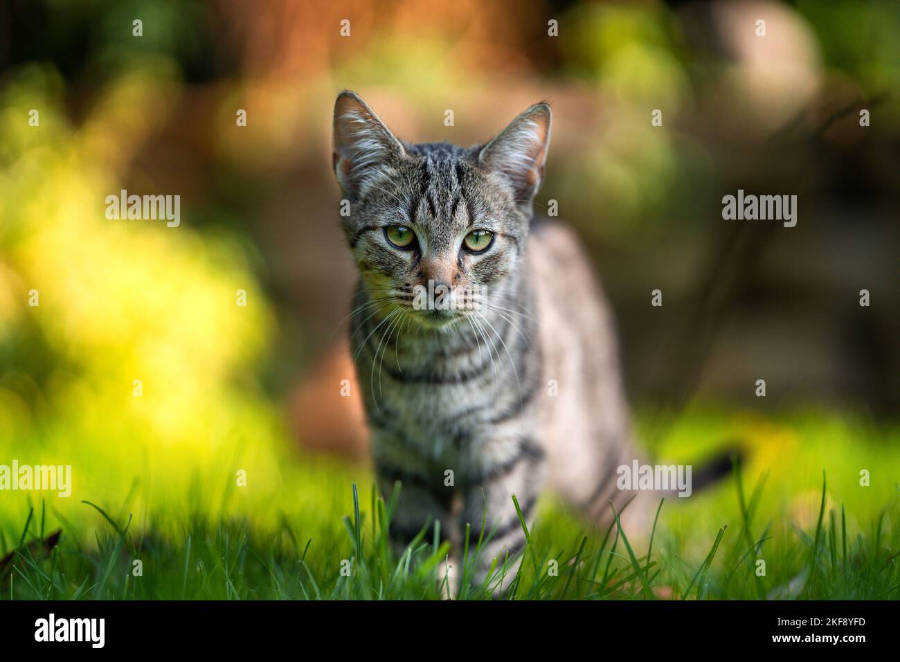young tomcat Stock Photo