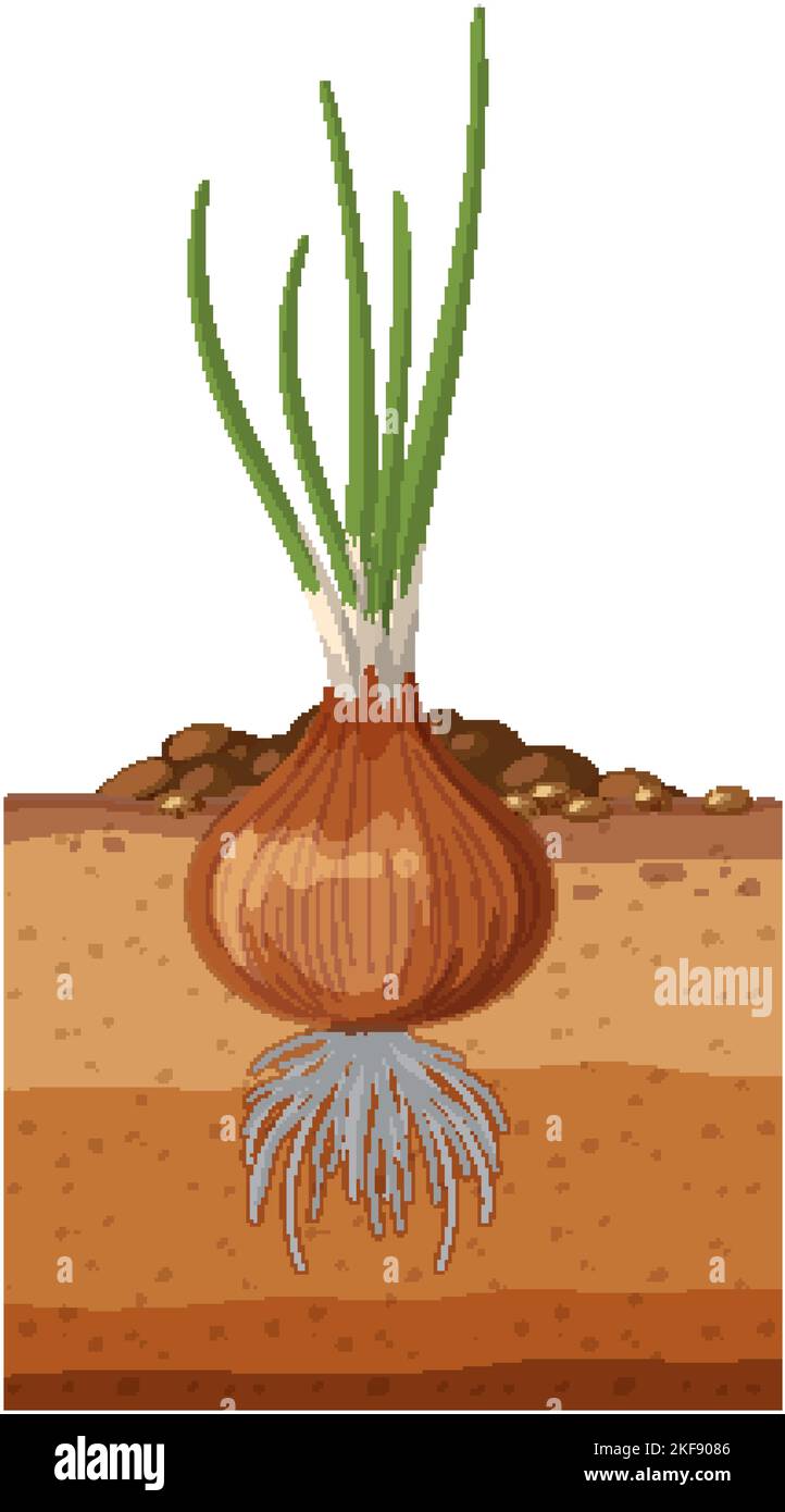 Onions Grow Underground  