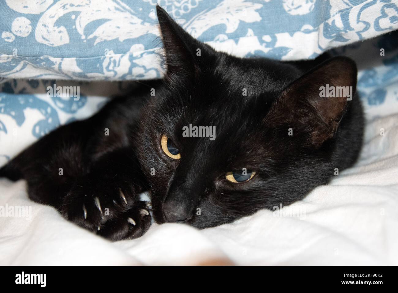 Black cat in bed hi-res stock photography and images - Alamy
