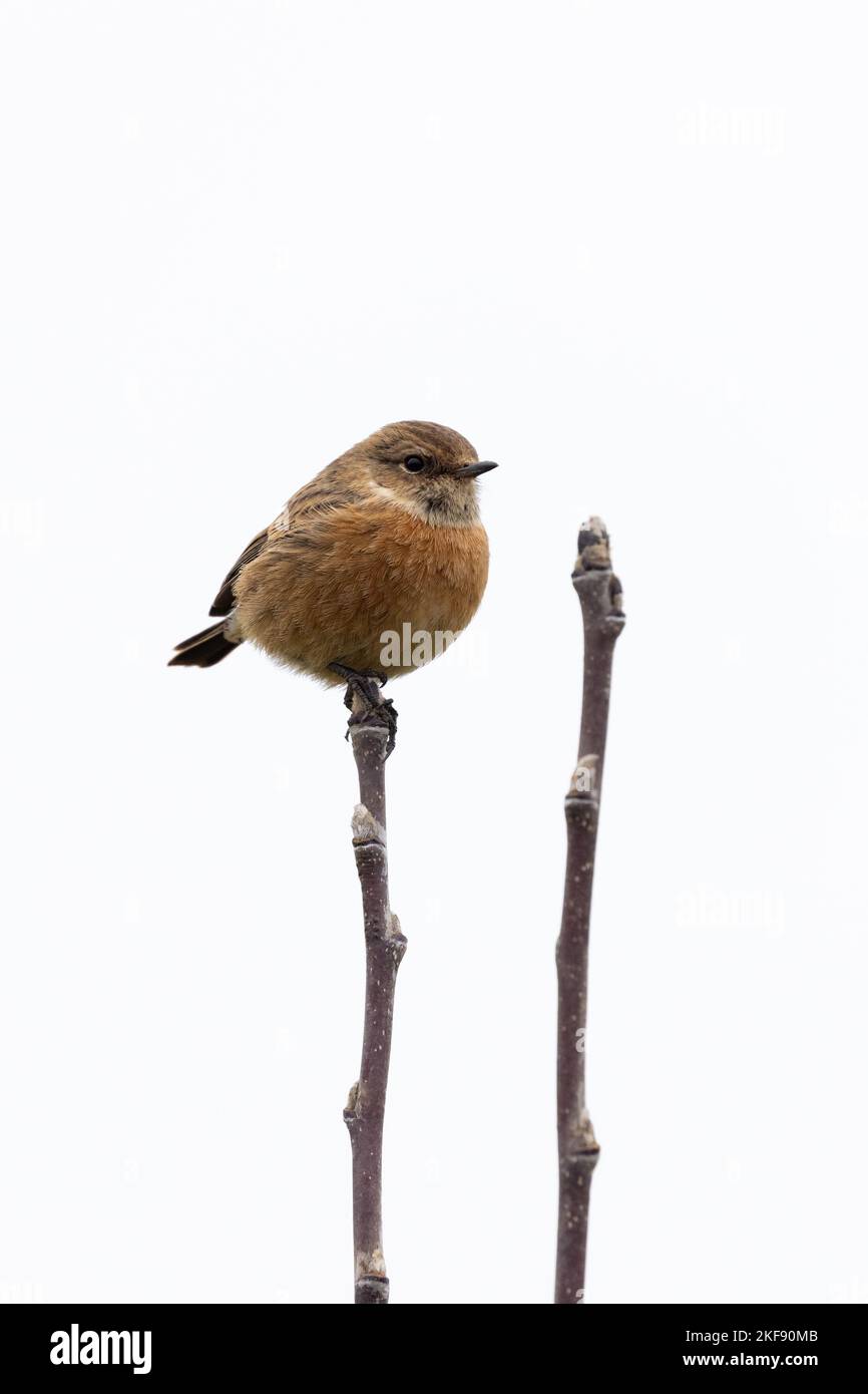 Female Stonechat [ Saxicola rubicola ] perched on budding branches against clean white sky background Stock Photo