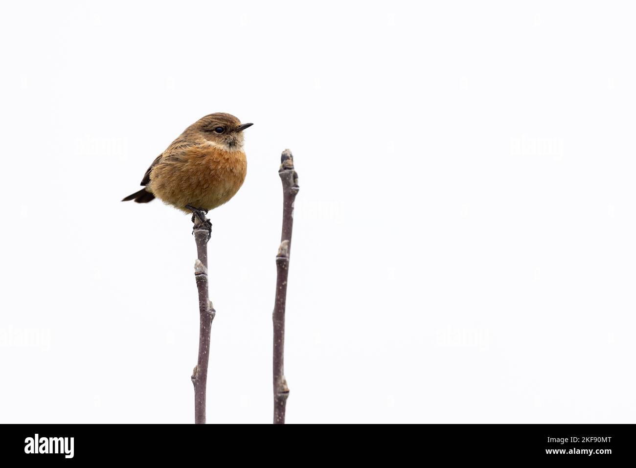 Female Stonechat [ Saxicola rubicola ] perched on budding branches against clean white sky background Stock Photo