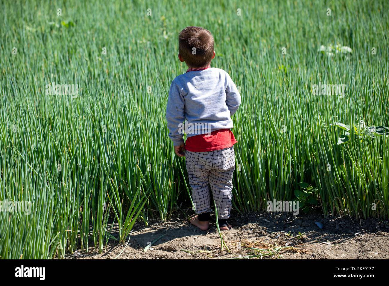 child worker working on scallion plantation, harvesting organic vegetables Stock Photo