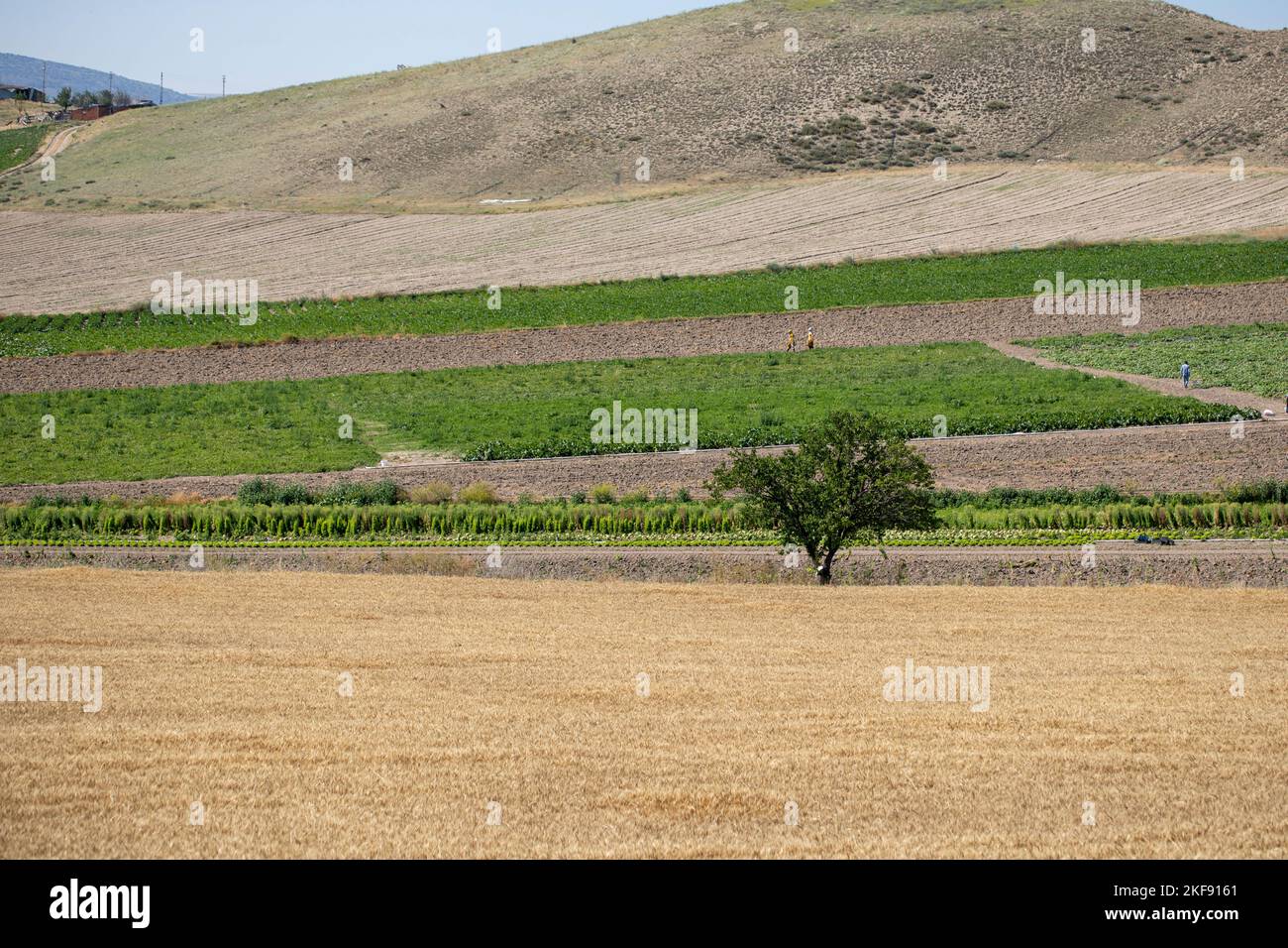 Lonely tree in agricultural field hi-res stock photography and images ...