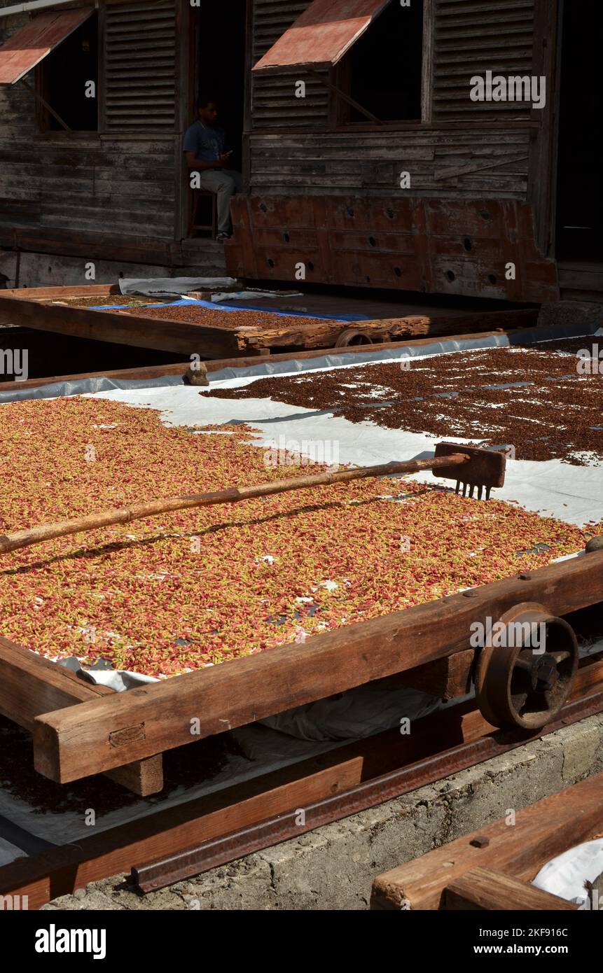 cloves spice drying production Grenada caribbean island Stock Photo Alamy