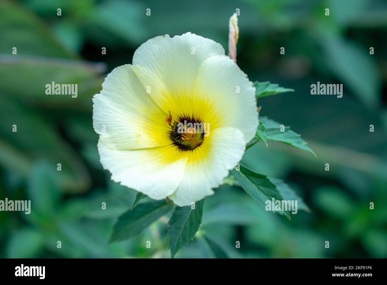 A closeup of a Turnera ulmifolia flower growing in a field with a blurry background Stock Photo