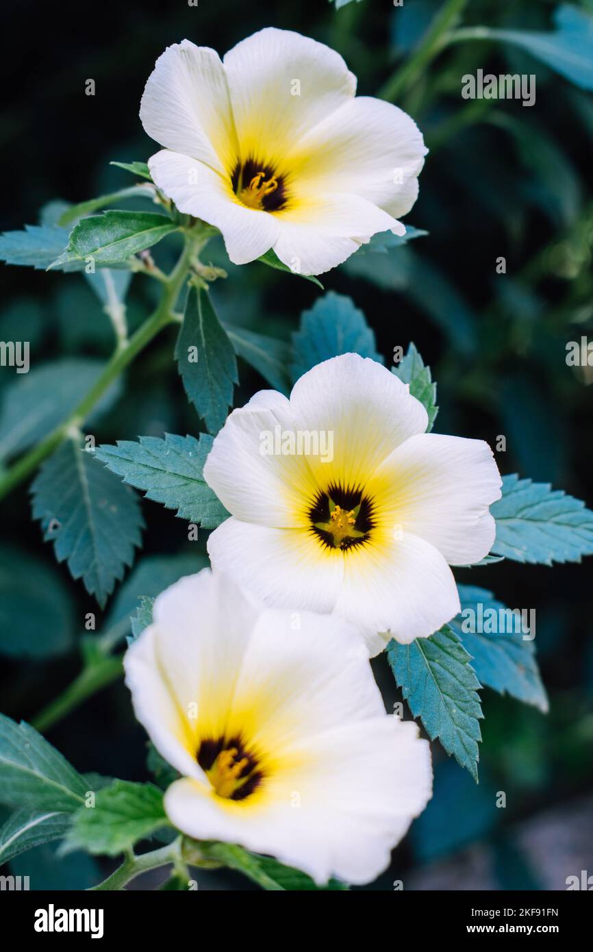 A vertical shot of Turnera ulmifolia flowers growing in a field with a blurry background Stock Photo