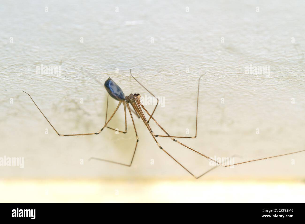 Pholcid spider, a spider with very longs legs, Daddy long-legs Stock Photo