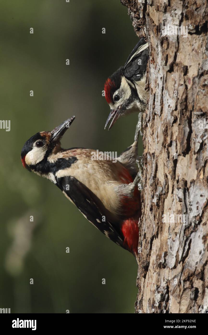 2 great spotted woodpeckers Stock Photo