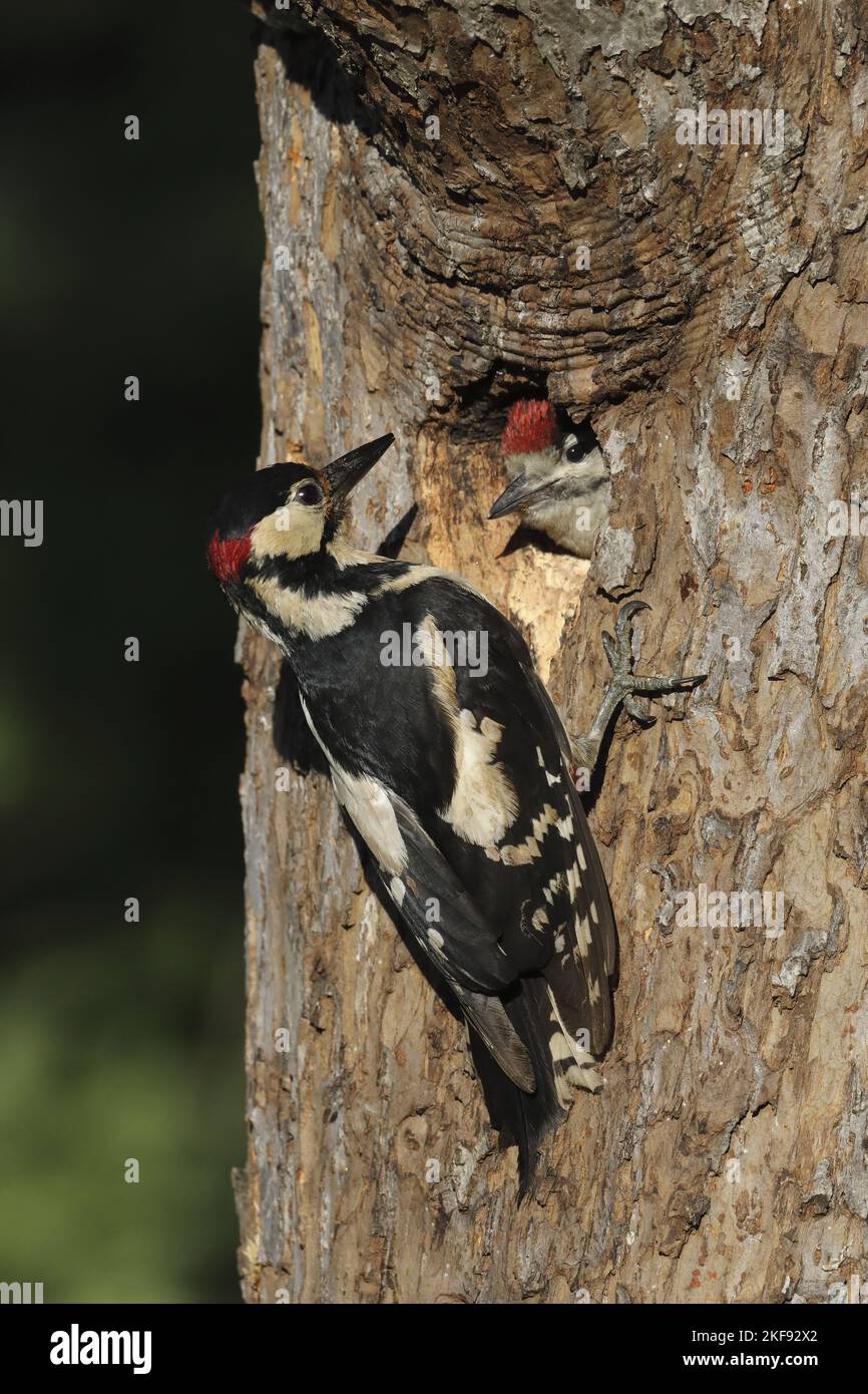2 great spotted woodpeckers Stock Photo