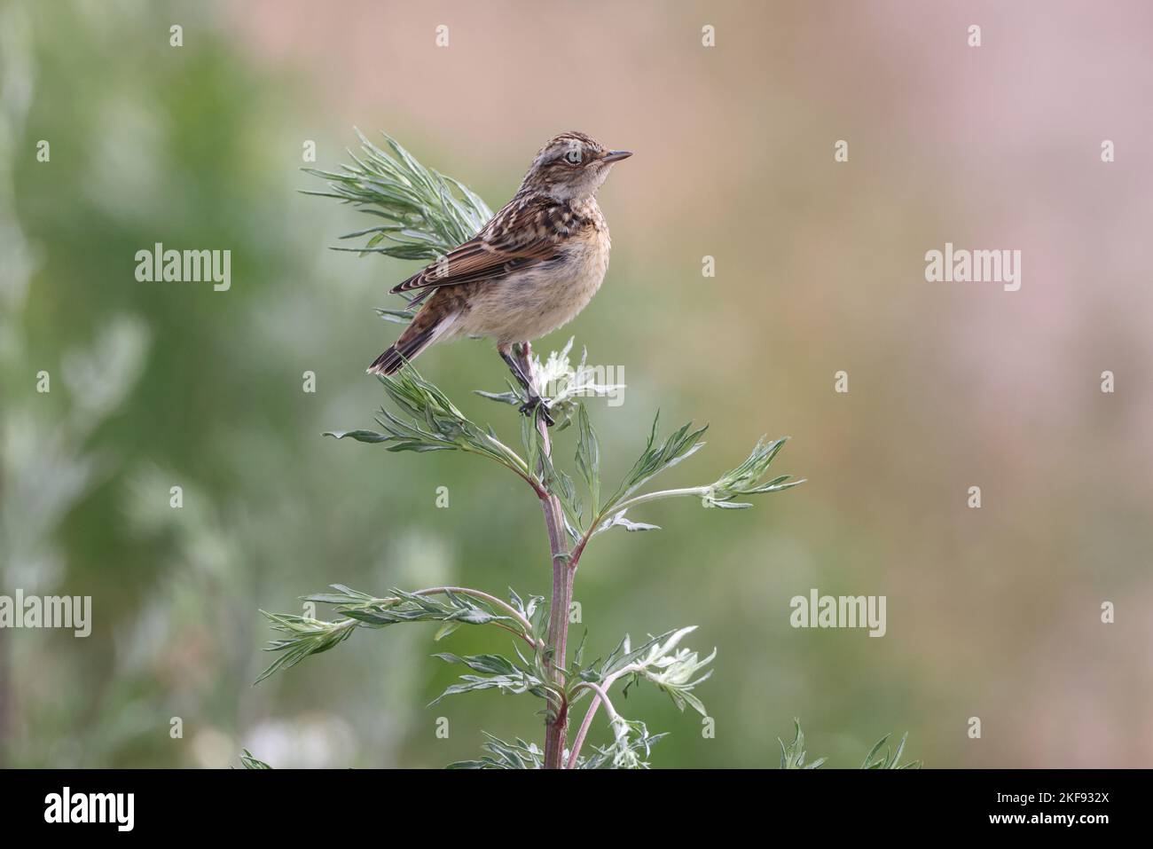 young whinchat Stock Photo