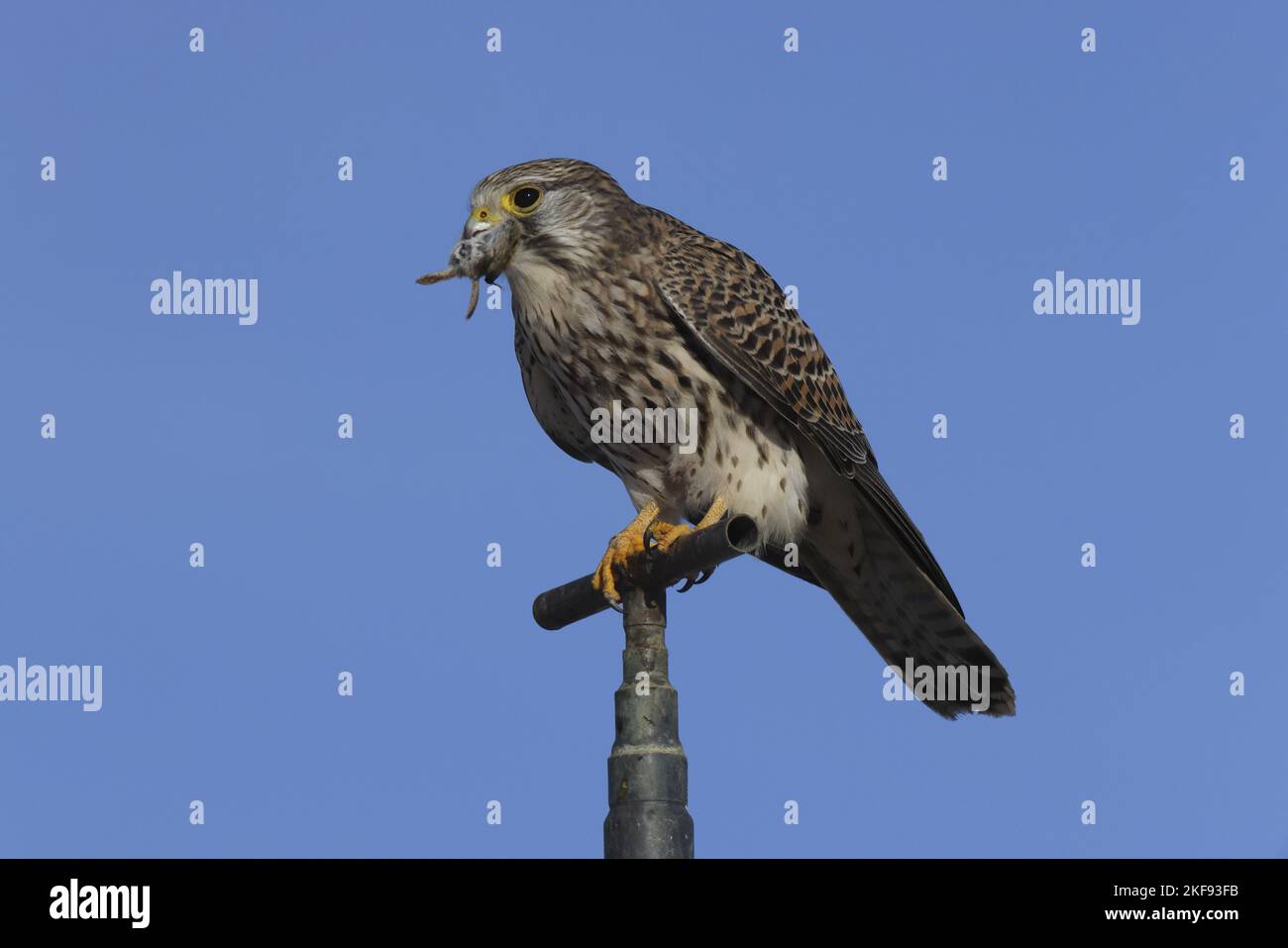 kestrel with mouse Stock Photo