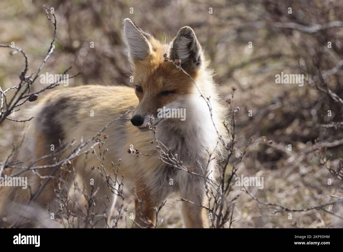 american red fox Stock Photo Alamy