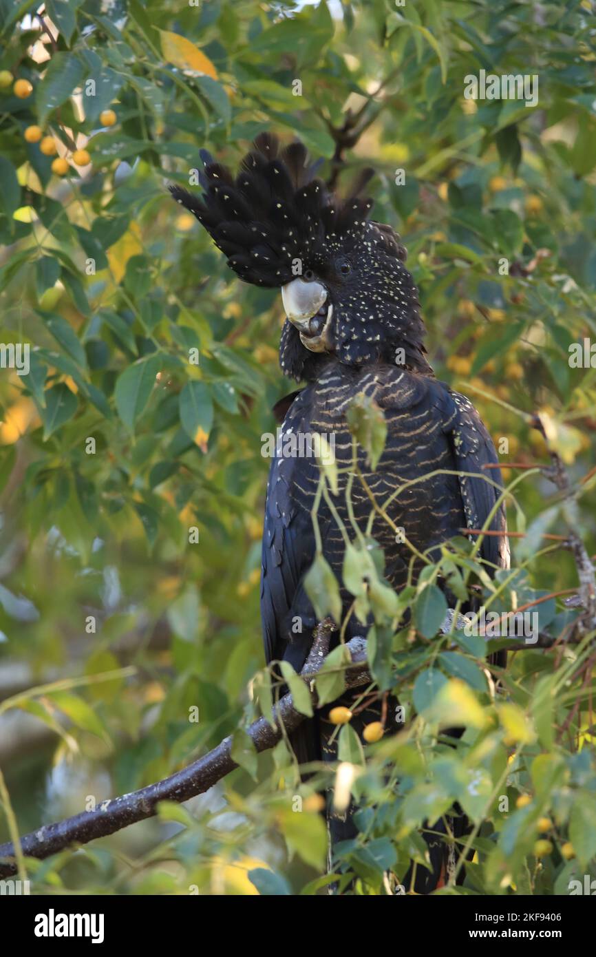 Redtailed black Cockatoo Stock Photo Alamy