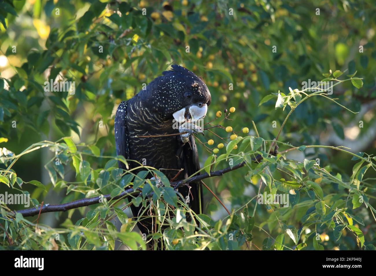 Redtailed black Cockatoo Stock Photo Alamy